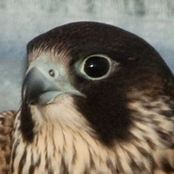 Falco peregrinus 'Pealei'