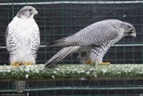 Gyrfalcon | Falco rusticolus
