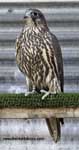 Gyrfalcon | Falco rusticolus