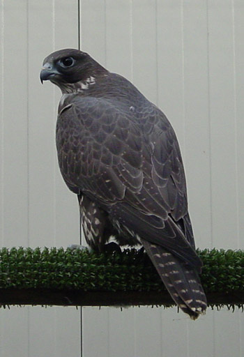 Gyr female Barones