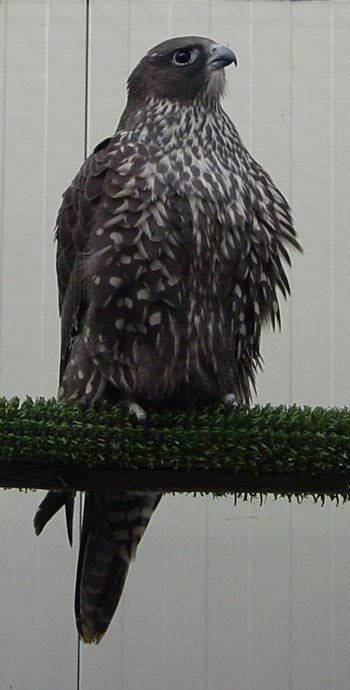 Gyr female Barones