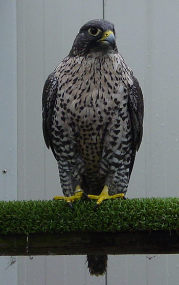 Gyr female Yobla