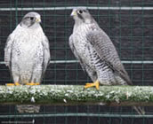 Gyrfalcon | Falco rusticolus