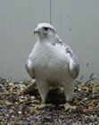 Gyrfalcon | Falco rusticolus
