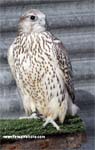 Gyrfalcon | Falco rusticolus