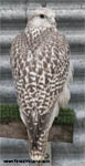Gyrfalcon | Falco rusticolus