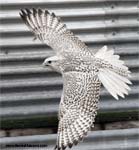 Gyrfalcon | Falco rusticolus