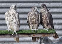 Gyrfalcon | Falco rusticolus
