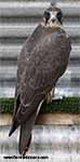 Gyrfalcon | Falco rusticolus