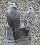 Gyrfalcon | Falco rusticolus