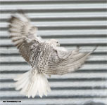 Gyrfalcon | Falco rusticolus