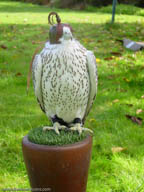 Gyrfalcon | Falco rusticolus