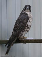 Gyrfalcon | Falco rusticolus
