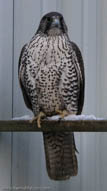 Gyrfalcon | Falco rusticolus