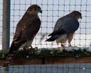 Merlin | Falco columbarius