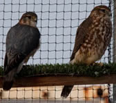 Merlin | Falco columbarius