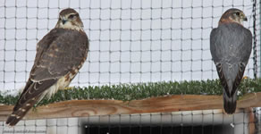Merlin | Falco columbarius