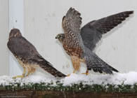 Merlin | Falco columbarius