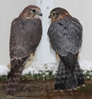 Merlin | Falco columbarius