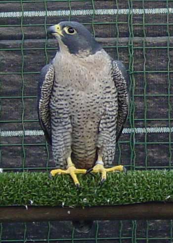 Breeding female peales 'EVA'