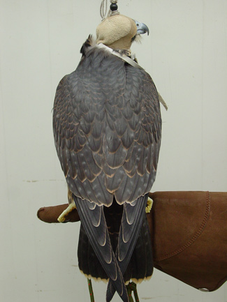 Peales tiercel '09 'Mr H.'