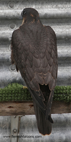 Young female peales '11