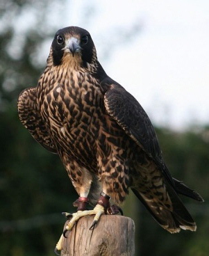 Tiercel Eva